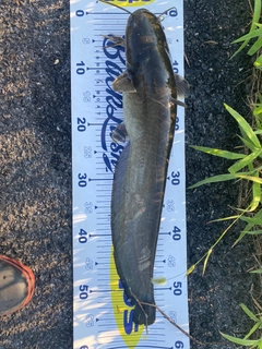 ナマズの釣果