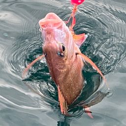 マダイ