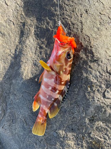 アカハタの釣果