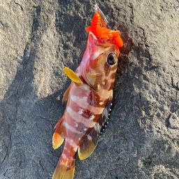 アカハタ