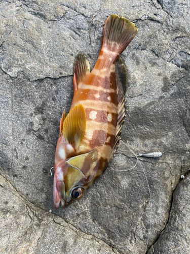アカハタの釣果
