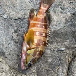 アカハタ