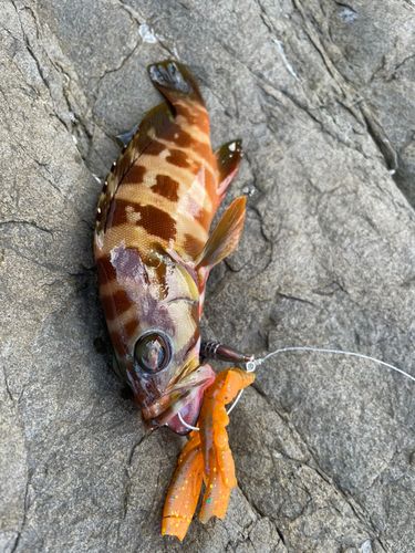 アカハタの釣果