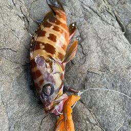 アカハタ