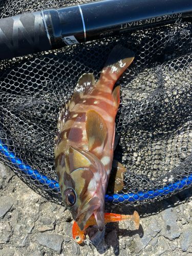 アカハタの釣果
