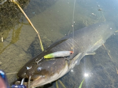 ナマズの釣果