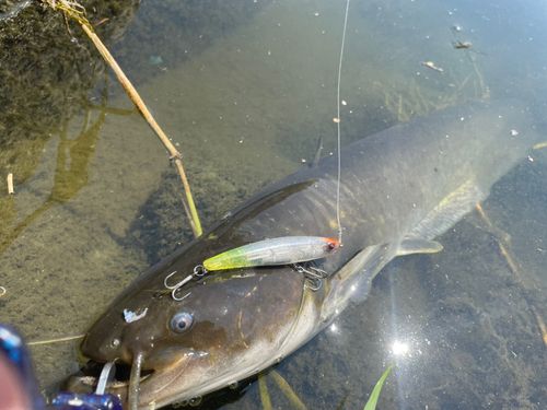 ナマズの釣果