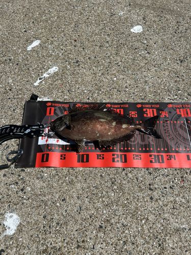 チヌの釣果