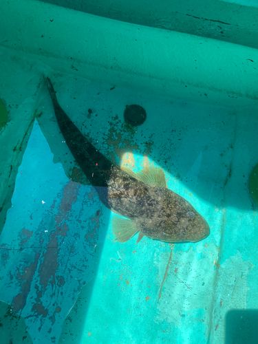 マゴチの釣果