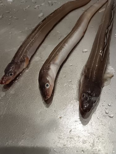 アナゴの釣果