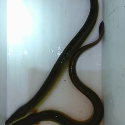 ウナギ