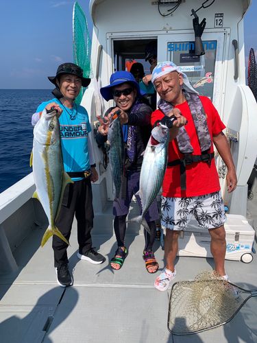 ヒラマサの釣果