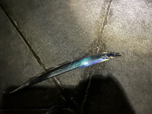 タチウオの釣果