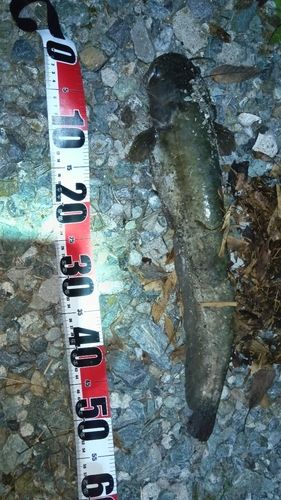 ニホンナマズの釣果