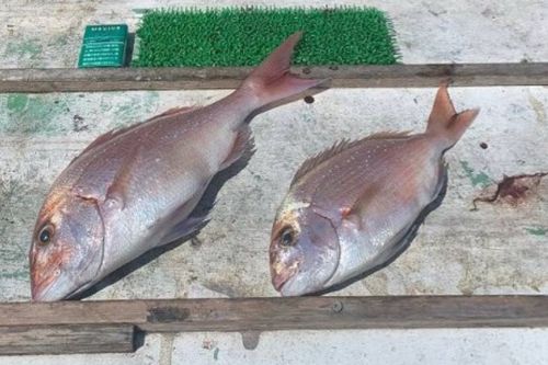 マダイの釣果