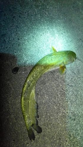 ニホンナマズの釣果