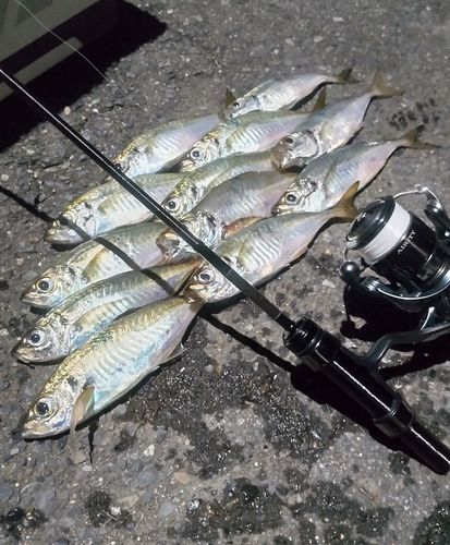 アジの釣果