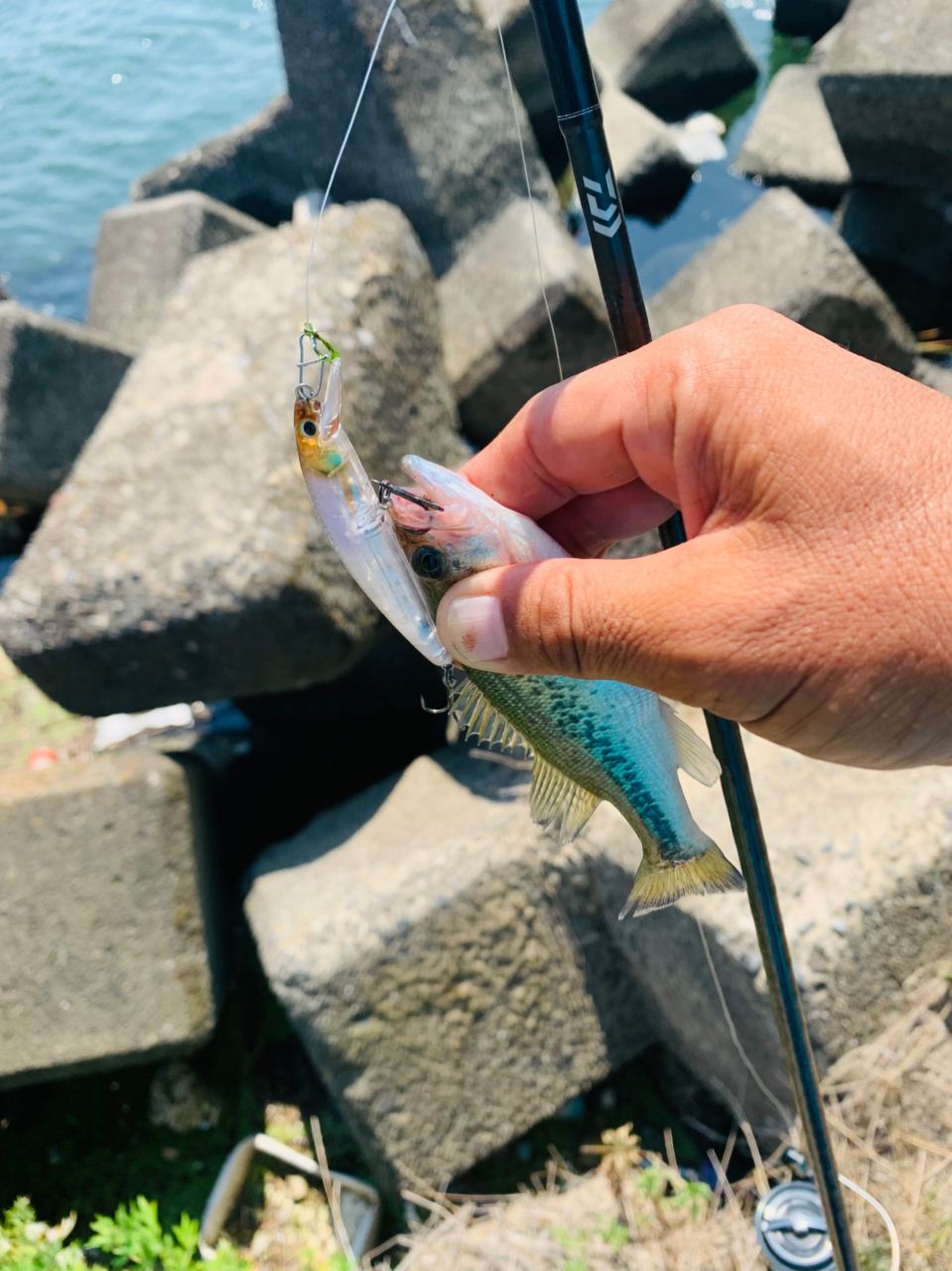 ラージマウスバス