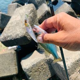 ラージマウスバス