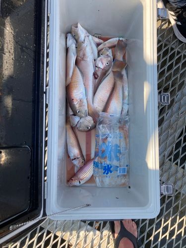 アマダイの釣果