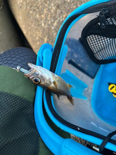 ムツの釣果