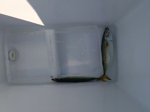 サバの釣果