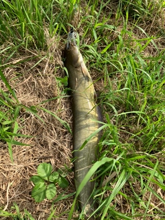 ナマズの釣果