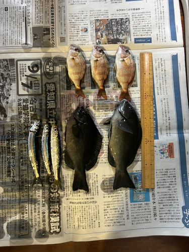 グレの釣果