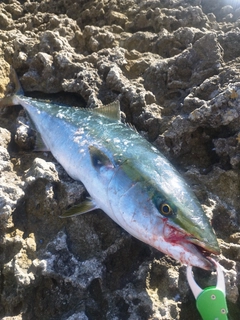 ブリの釣果
