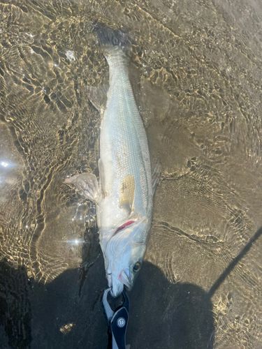 フッコ（マルスズキ）の釣果