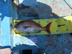 マダイの釣果