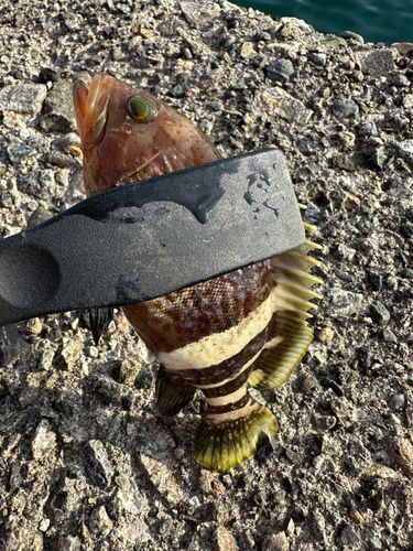 アオハタの釣果