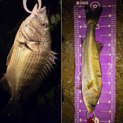 シーバスの釣果