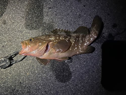 アコウの釣果