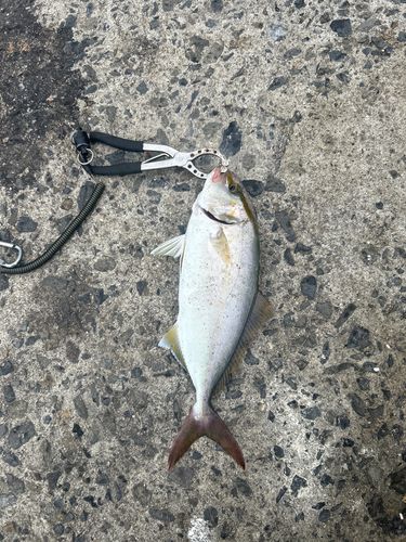 ネリゴの釣果