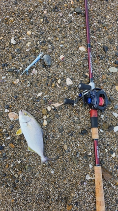 ショゴの釣果