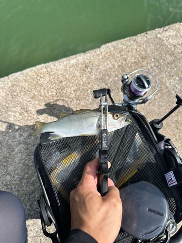 セイゴ（ヒラスズキ）の釣果