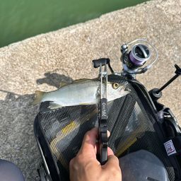 セイゴ（ヒラスズキ）