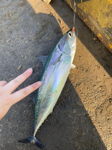 ソウダガツオの釣果