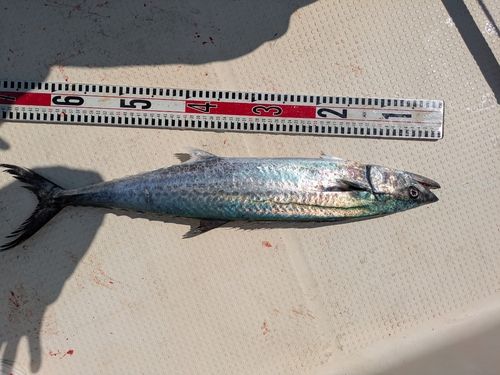 サワラの釣果