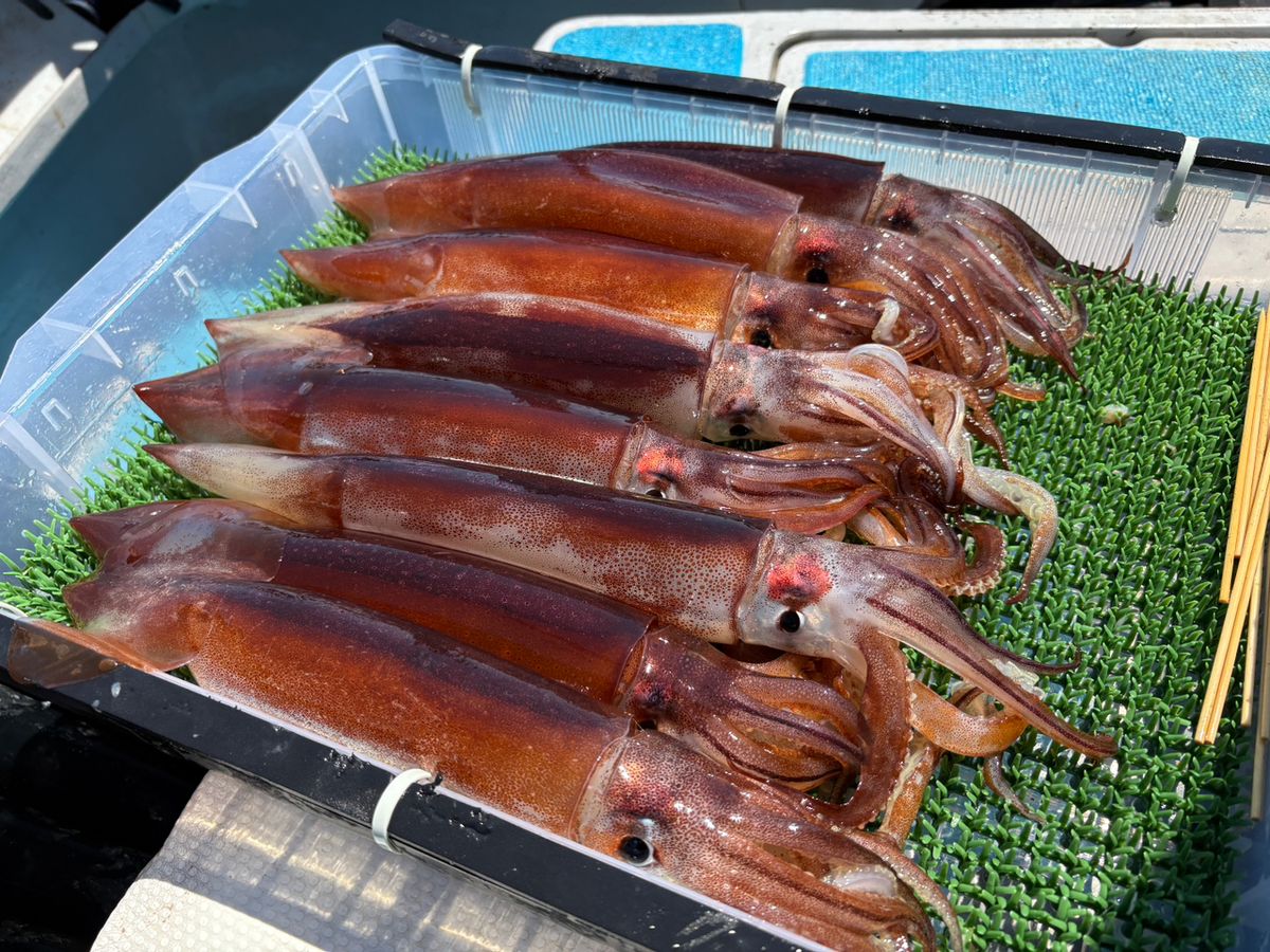 P.kobaさんの釣果 2枚目の画像