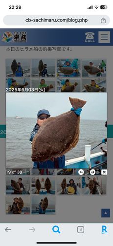 ヒラメの釣果