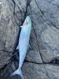 サワラの釣果