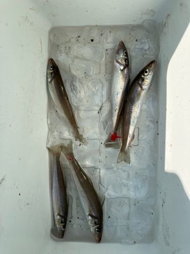 キスの釣果