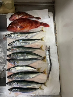カマスの釣果