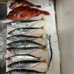 カマス