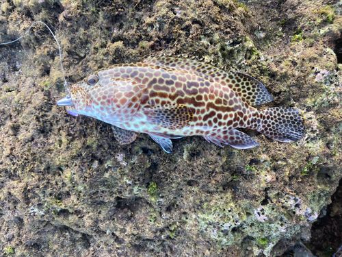 イシミーバイの釣果