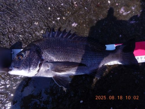 クロダイの釣果