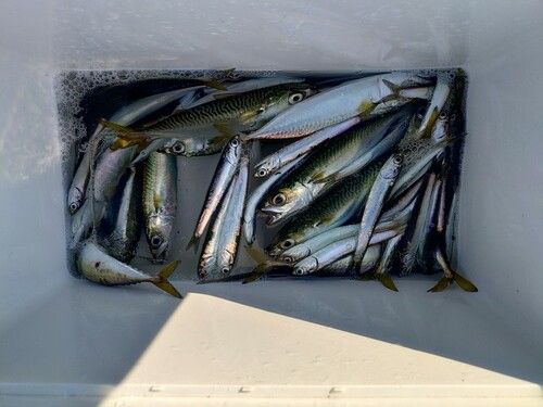 カタクチイワシの釣果