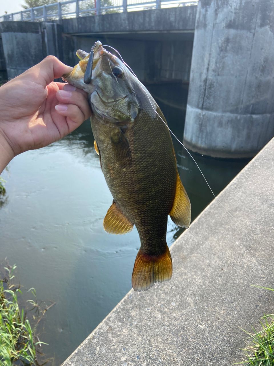 スモールマウスバス